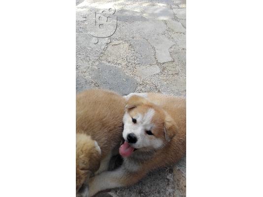 PoulaTo: Καθαρόαιμα Ακίτα Ίνου